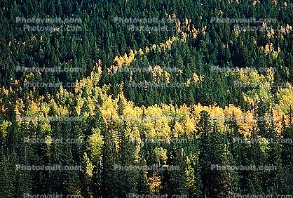 Aspen Trees, forest, woodland