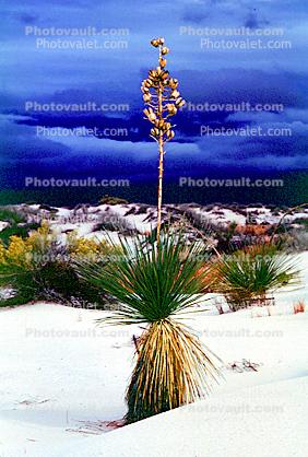 Soaptree Yucca, (Yucca elata), Monocot, Asparagales, Asparagaceae, Agavoideae