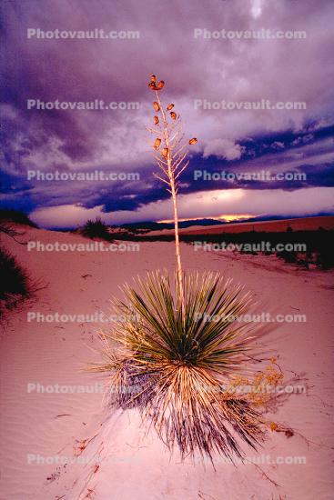 Soaptree Yucca, (Yucca elata), Monocot, Asparagales, Asparagaceae, Agavoideae