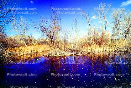 Wetlands, river, water, vegetation
