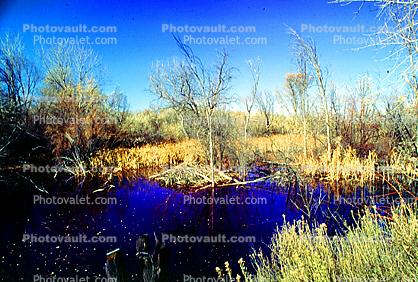 Wetlands, river, water, vegetation