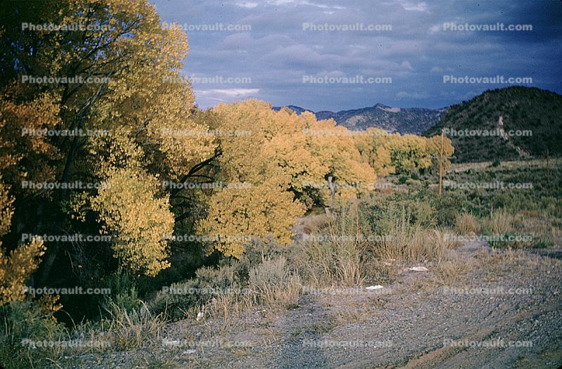 near Santa-Fe, trees, fall colors, autumn