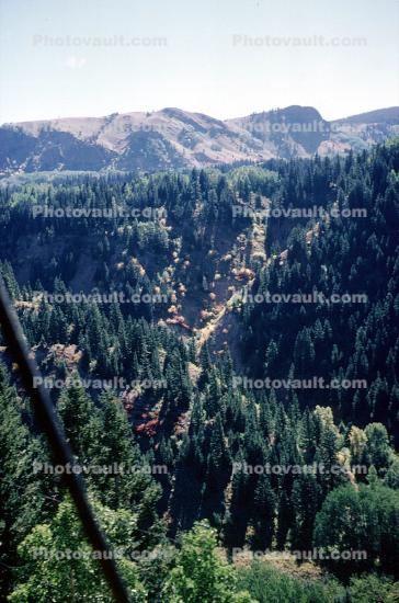 Trees, forest, valley