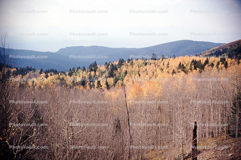 Aspen Trees, Santa-Fe SkI Basin Road, trees, forest, woodland