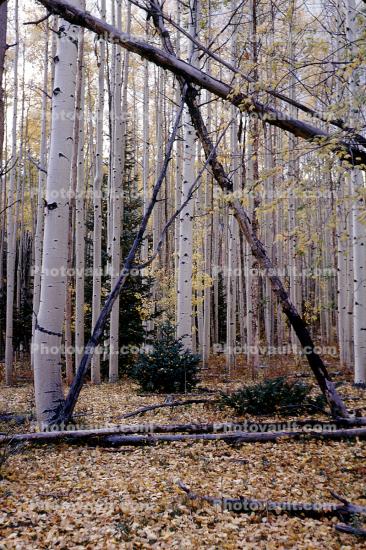 Aspen Trees, trees, forest, woodland