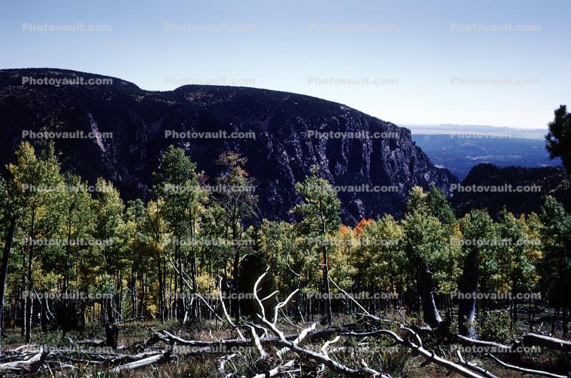 trees and mountain, trees, forest, woodland