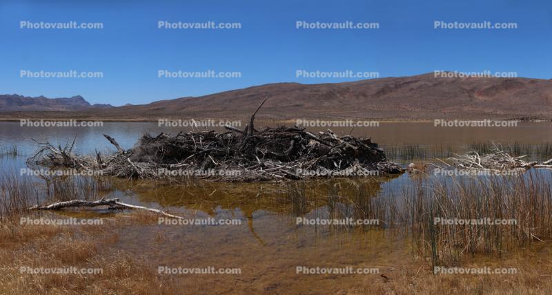 Lower Pahranagat Lake, Wetlands, Lake, Water