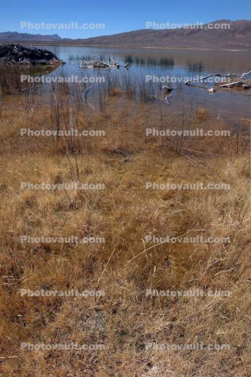 Lower Pahranagat Lake, Wetlands, Lake, Water, Reeds