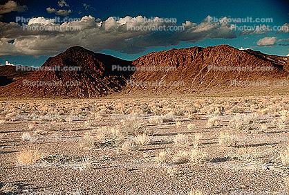Creasote Bush, plant, desert, mountains