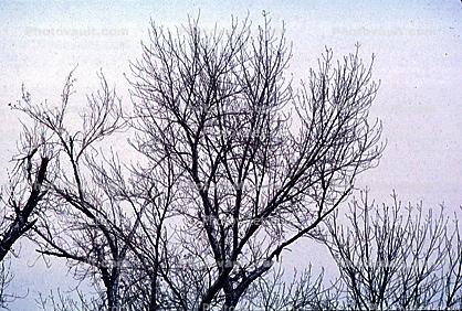Snowfall, Ice, bare tree