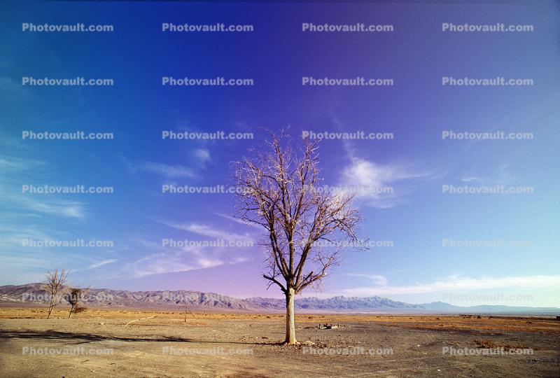 Lone Tree in the Desert