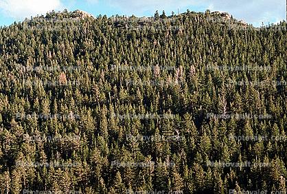 evergreen Trees, Forest, Mountain