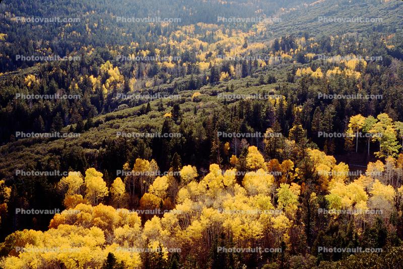 fall colors, Autumn, Trees, Magical, Forest, Woodlands