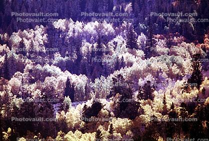 Deciduous Trees, Forest, Woodland, autumn