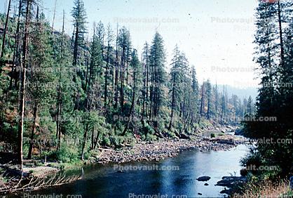 River and Pine Trees