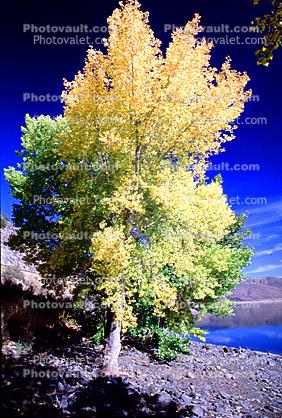 fall color, tree, fall colors, Trees, Vegetation, autumn