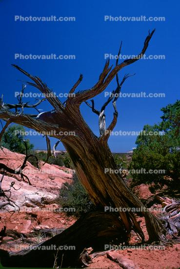 gnarled tree, old, dessicated