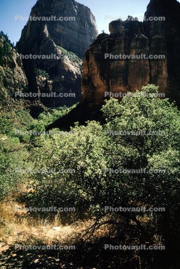 Trees, Sandstone cliffs, valley