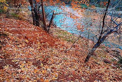 Virgin River, trees, leaves
