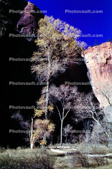 Tree, Sandstone Cliffs
