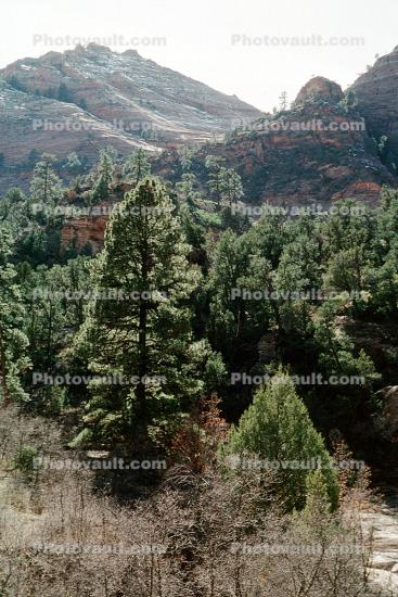 Sandstone Cliff, Trees, Woodland