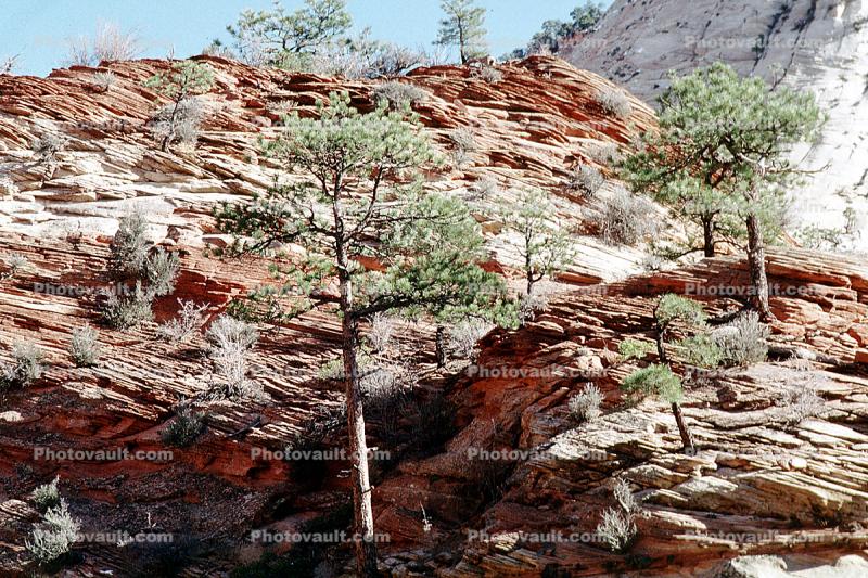 Sandstone Cliff, Trees