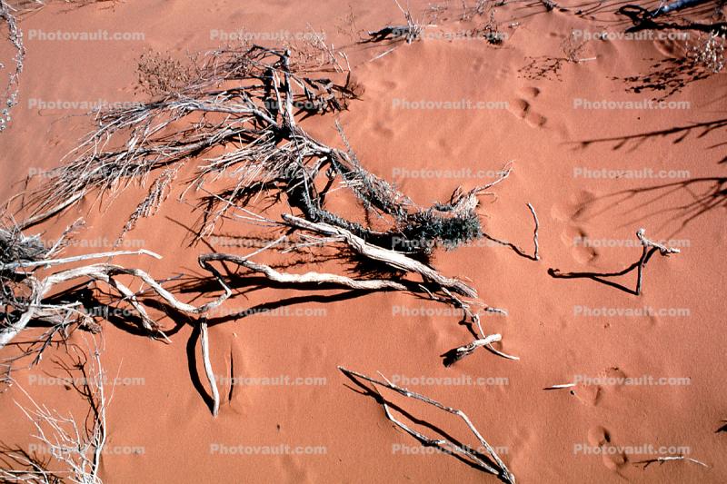 crumbling bush, deca, Coral Pink Sand Dunes State Park
