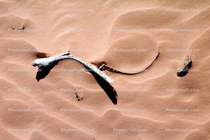 stick, Ripples in the Sand, Coral Pink Sand Dunes State Park, Wavelets