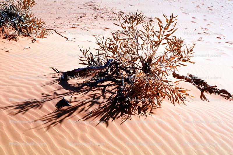 Plant and Ripples in the Sand, bush, texture, Coral Pink Sand Dunes State Park, Wavelets