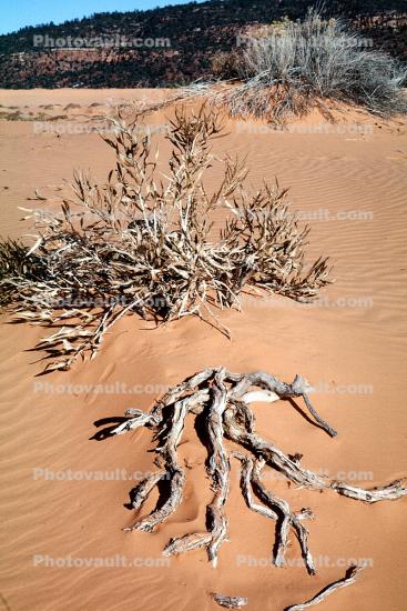 Twigs Plants and Ripples in the Sand, Coral Pink Sand Dunes State Park, Wavelets