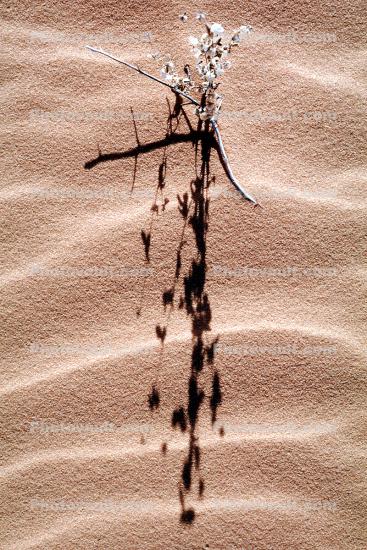 Shadow and Ripples in the Sand, Coral Pink Sand Dunes State Park, Wavelets