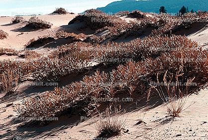 Coral Pink Sand Dunes State Park, Utah, USA, Shadow, Grass, Scrub