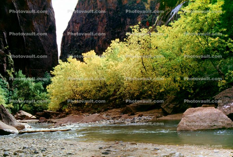 Virgin River, Trees, Fall Colors, Zion National Park, autumn