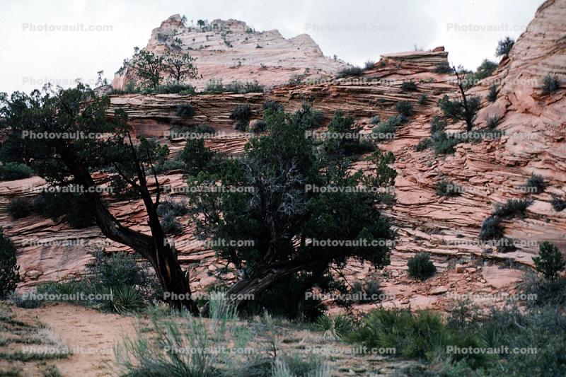 Trees and Sandstone Rock Strata