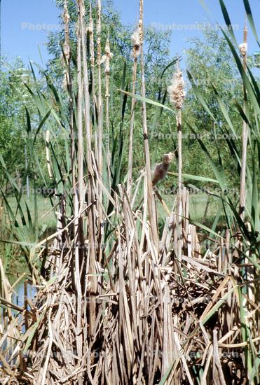Reeds, Marsh, wetlands