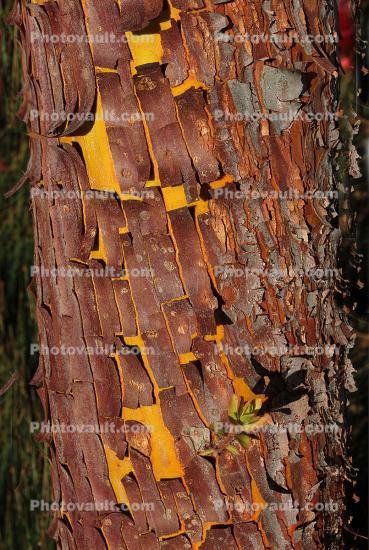 Manzanita Tree Bark