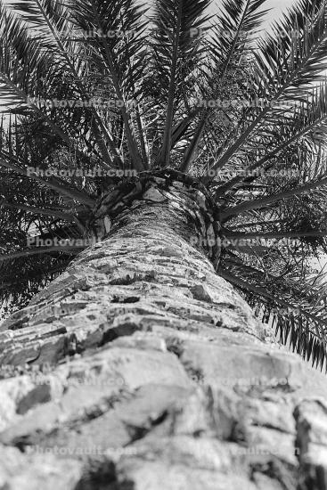 palm tree bark, Pacific Palisades, California
