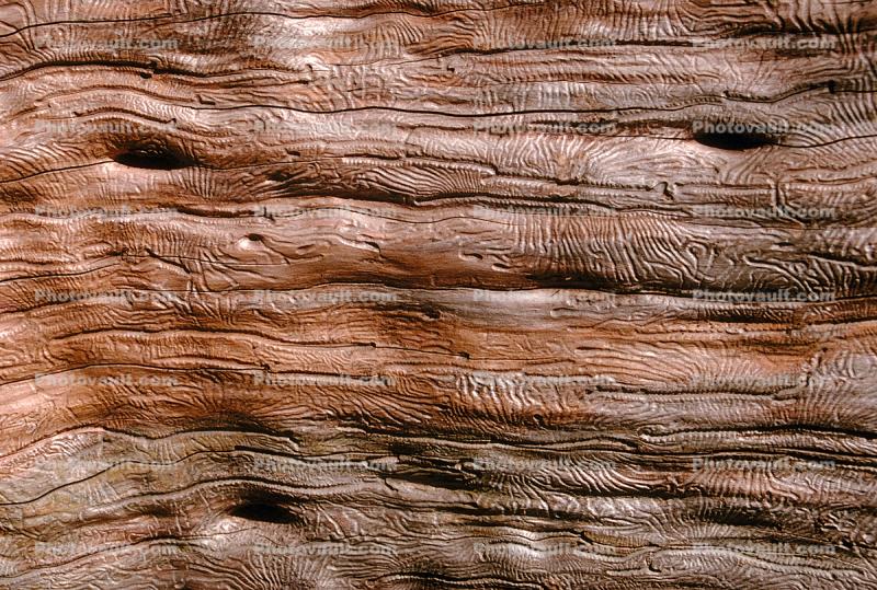 Termite Trails in Wood