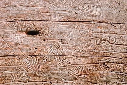 Termite Trails in Wood