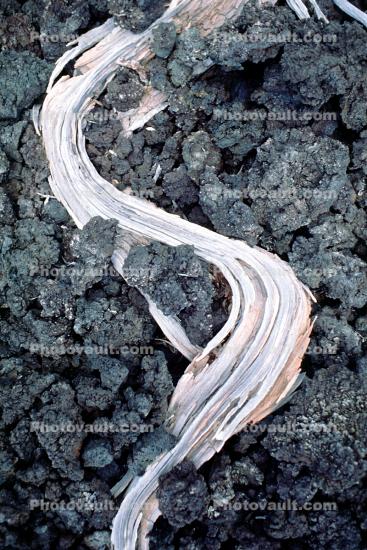 curving wood with lava rock, igneous