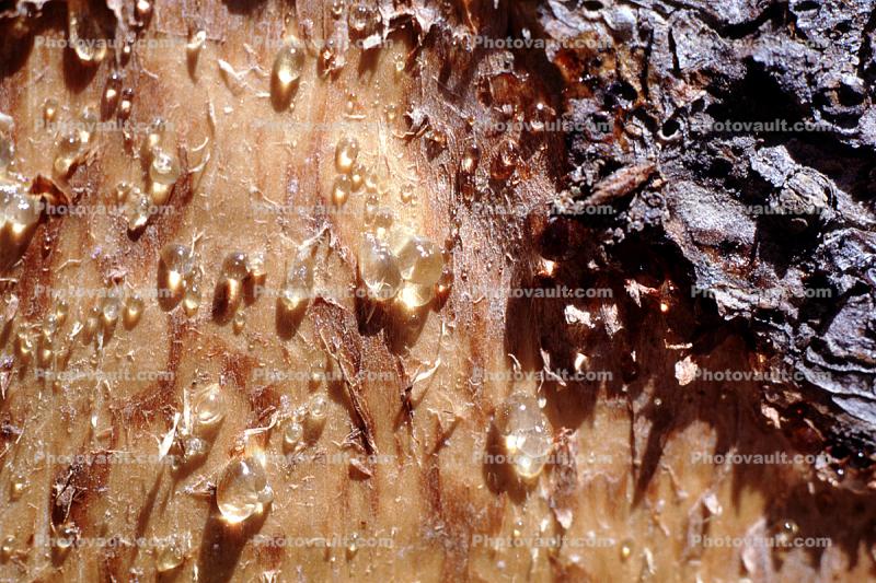 sap, Bristlecone Pine Tree