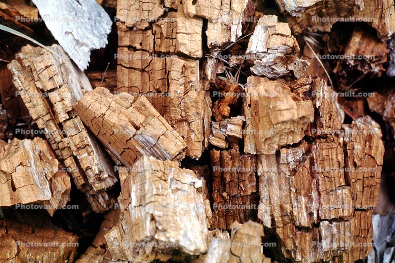 Petrefied Wood