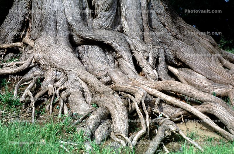 Twisted Gnarled Roots, tree trunk, twistree