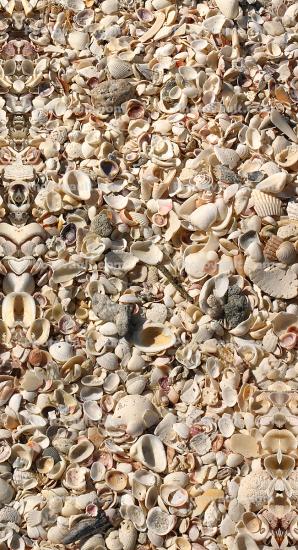 Sea Shells on the Beach, Orient Point Long Island