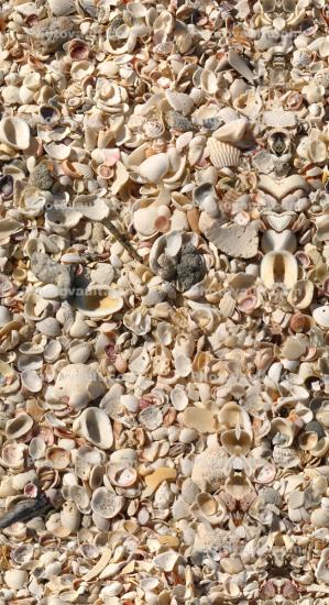 Seashells, beach, florida