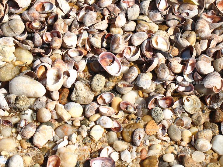 Shells, Beach, Rocks, Pebbles, Orient Point, Long Island, New York