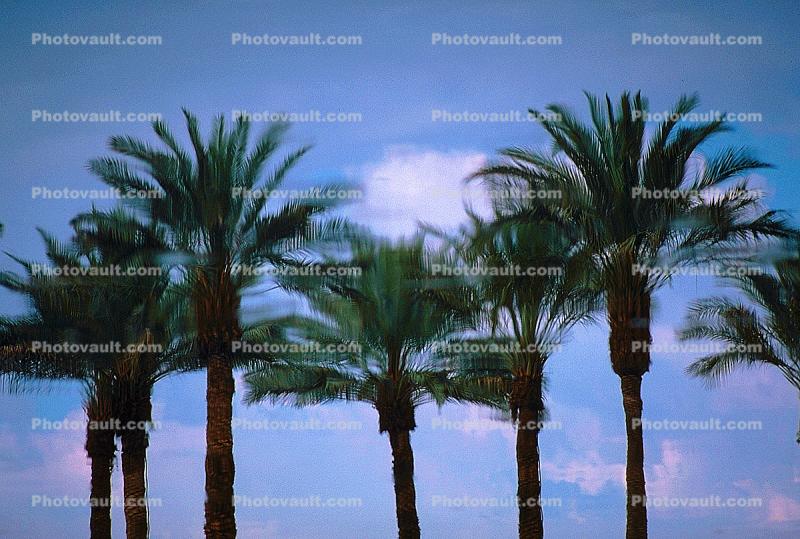 Palm Trees, Palm Springs, California, Water Reflection