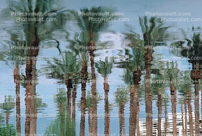 Palm Trees, Palm Springs, California, Water Reflection, Wet, Liquid, Water