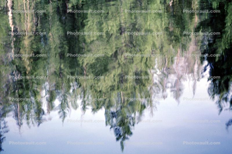 Water Reflection, Tree, Wet, Liquid