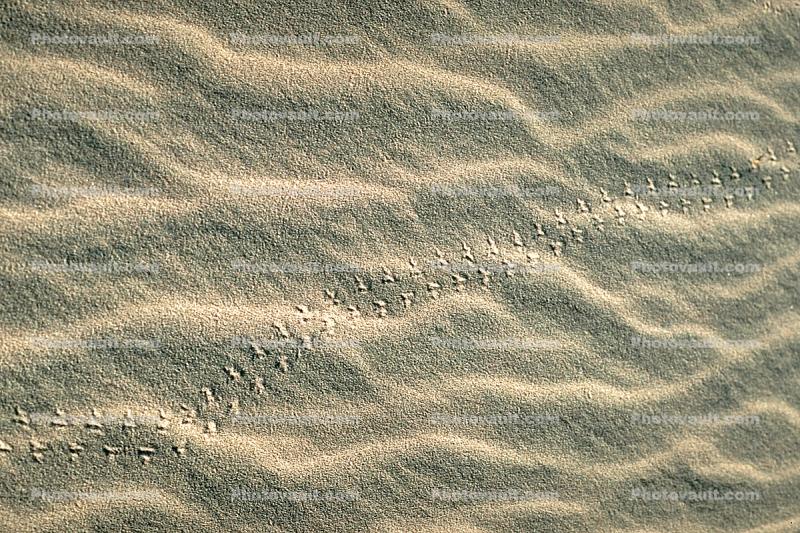 Bird Tracks, Footprints